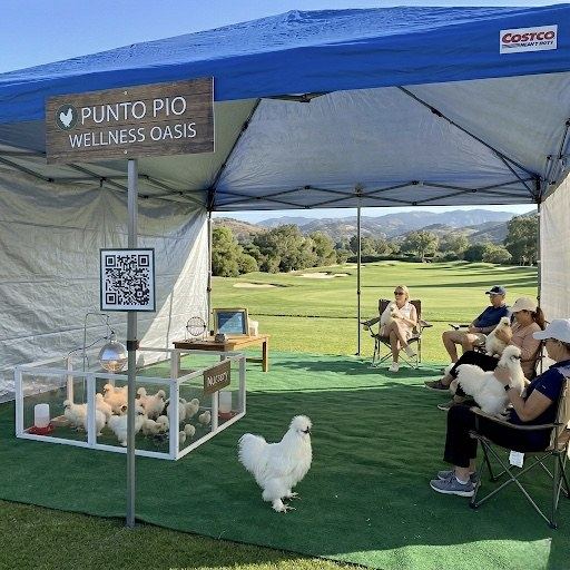 Carpa azul del Punto Pio Wellness Oasis en un campo de golf, con gallinas Silkies en un corral transparente y visitantes sosteniendo Silkies