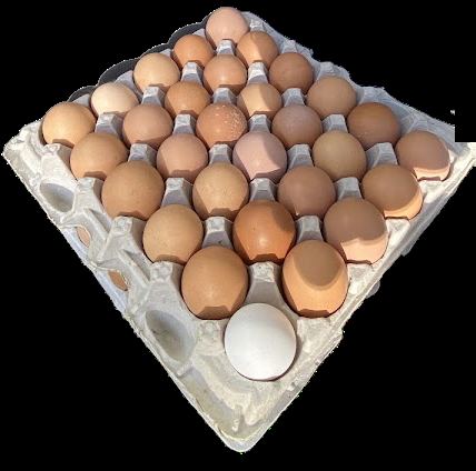 Bandeja de 30 huevos frescos de punto.pio, de tonos marrón con un huevo blanco
